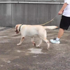 Heavy Duty Dog Leash with Shock Absorption 2 Padded Handles Training Leash Improved Dog Safety and Comfort